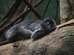 Nap Time